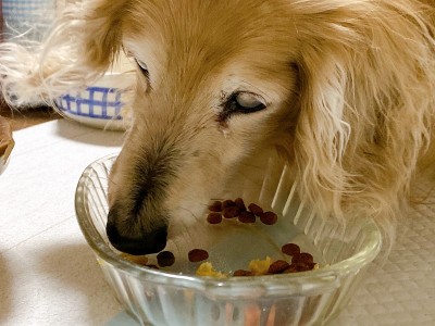 迷你腊肠犬