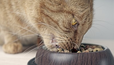 近距离拍摄的一个姜猫吃从一个食物碗。