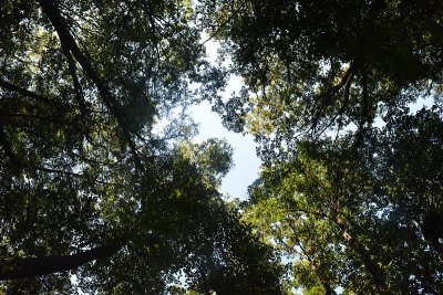 森林