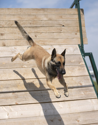 训练警犬