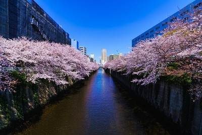 日本的春天东京