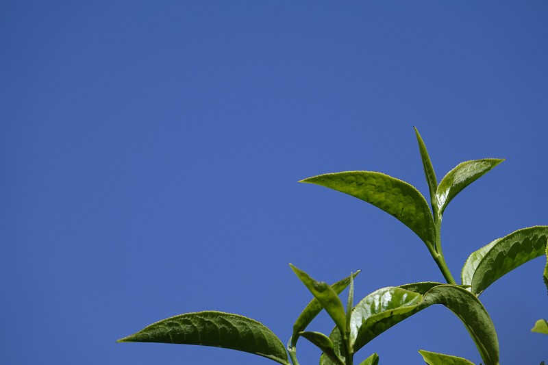 高原的绿茶嫩芽和嫩叶