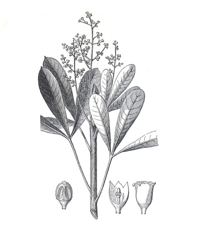 橡胶树(Hevea guianensis)或巴西葡萄手绘插图。