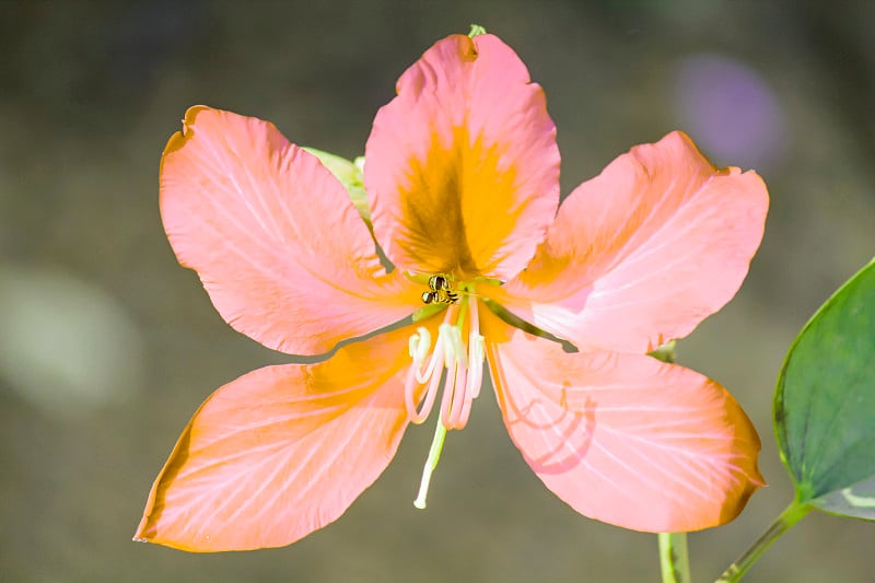 香港兰花之花