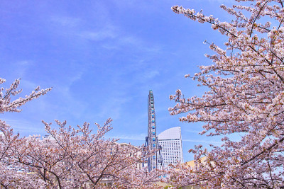 樱花和横滨景观