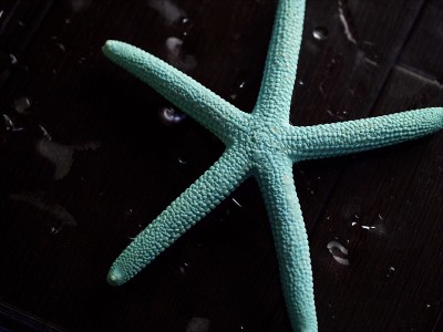 水蓝色的湿海星