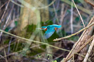 雌性普通翠鸟(alcedo atthis)栖息在冬天的树枝上