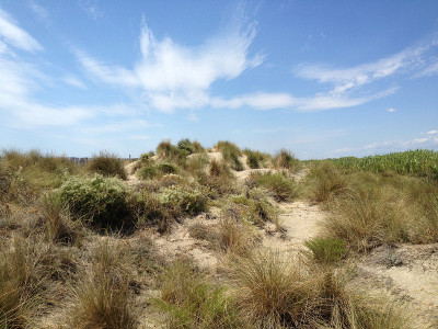 Camargue