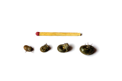 四种大小不同的硬鲸科，白色背景上一根火柴。