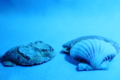 水下贝壳