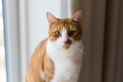 小猫小猫四处张望