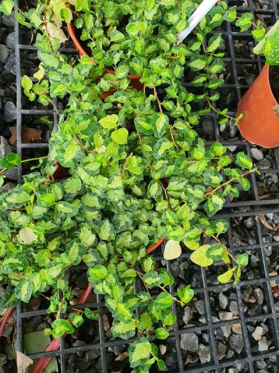 无花果是一种长茎攀缘植物。能够附着在墙面上