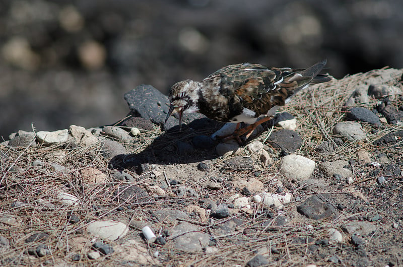 红润的turnstone (Arenaria解释)正在吃剩下的面包。