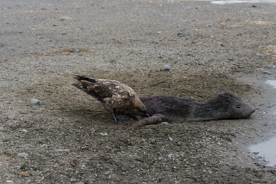 水肺鱼吃死海豹