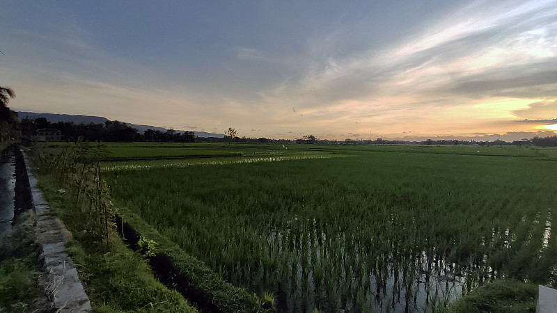 Ricefield