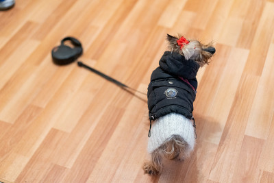 穿着衣服的约克夏犬准备散步