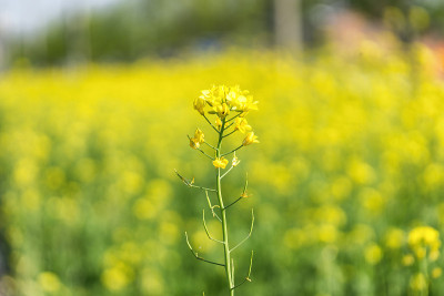 田间的油菜花