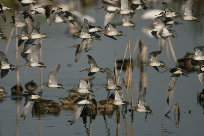 在大沼泽地上空飞行的短喙Dowitchers