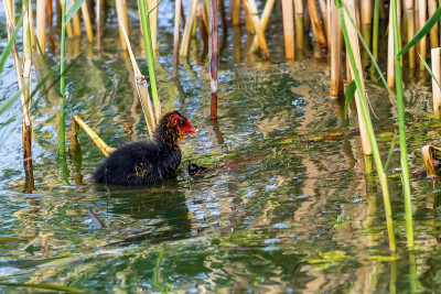 欧亚白骨鸡(Fulica atra)游泳
