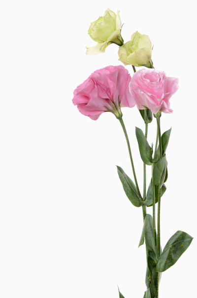 花朵的花束
