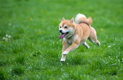 草上跳起了柴犬