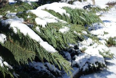 奥福德港雪松的绿叶在冬天被雪覆盖