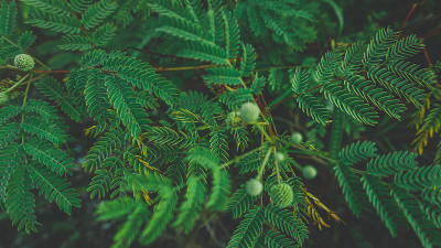 绿色植物