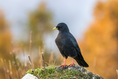 阿尔卑斯chough, Alpendohle (pyrrhoax graculus)
