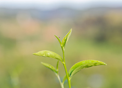 绿茶嫩叶