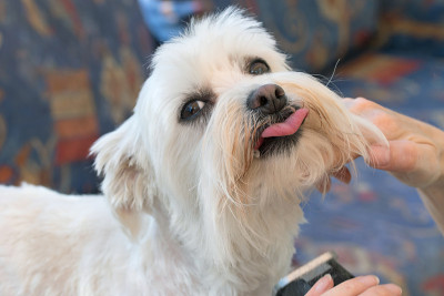 马耳他犬的喉咙梳理