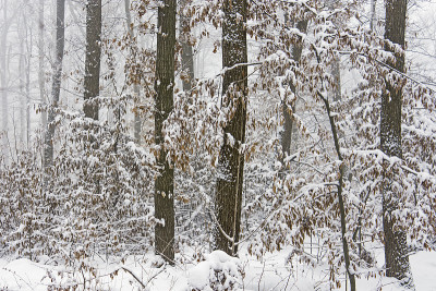 冬雪橡树林