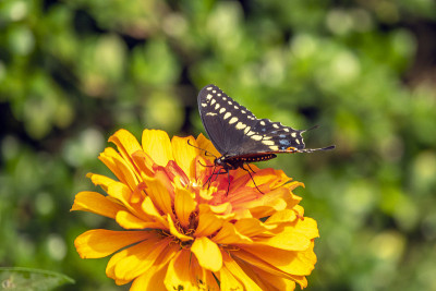 Papilio troilus，香料灌木燕尾蝶