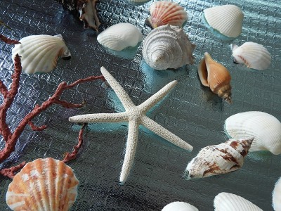 海星