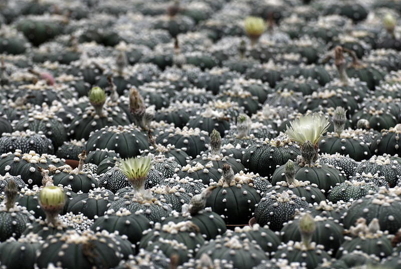 绿色仙人掌或称Astrophytum asterias在沙漠仙人掌农场极简模式。绿色自然抽象背景