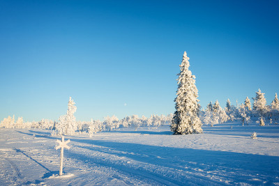 在芬兰拉普兰的萨利色尔卡，冬天的雪景，冰冻的树木