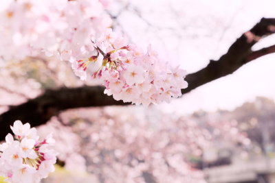 樱花