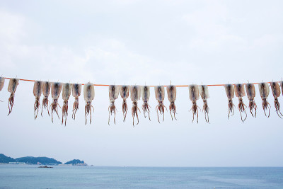 鱿鱼