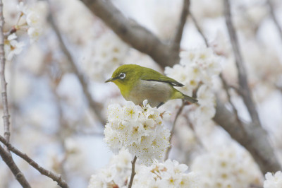 日本白眼梅花