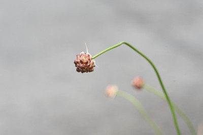 野牛的繁殖体(野牛)