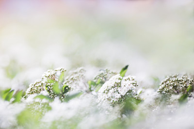 花