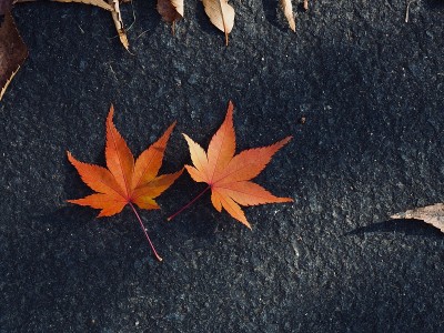 秋天的落叶背景在森林里