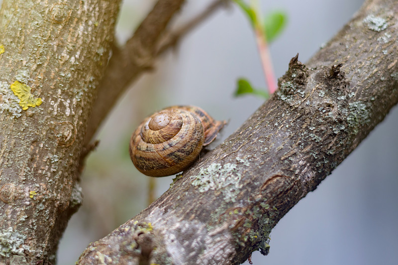 Snail shell  on the tree in the garden. Snail glid