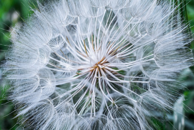 这就是我的企图Dandelion