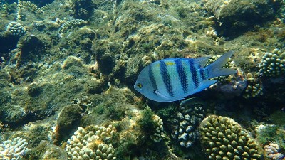 军士长或印度-太平洋军士长(Abudefduf vaigiensis)在红海海底