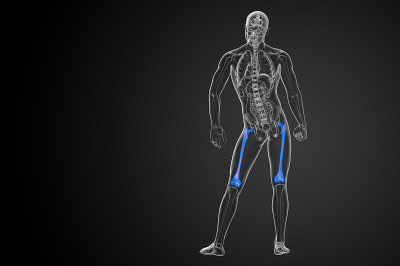 股骨的3d渲染医学插图