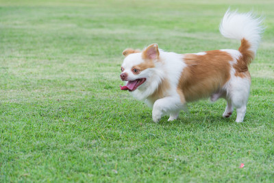 西藏猎犬