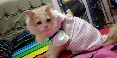 我的弘