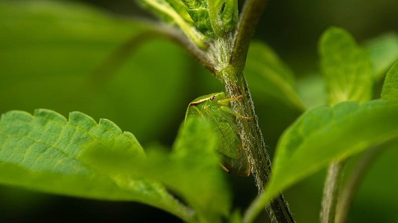 葱郁的薄荷间独一无二的蚱蜢，夏日