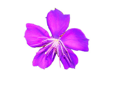 从一朵紫色的花上剪下来