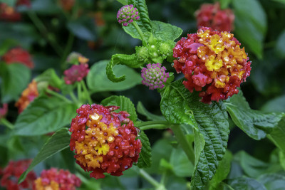蜡在开花